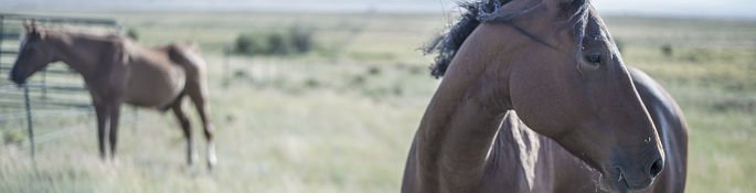 Ross-shire Equestrian